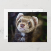 Ferret Briefkaart (Voorkant / Achterkant)
