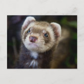 Ferret Briefkaart (Voorkant)