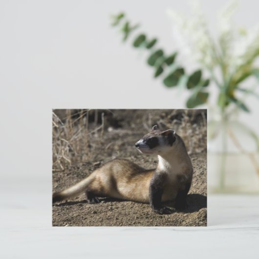 Ferret Briefkaart (Staand voorkant)