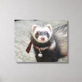 Ferret Canvas Afdruk (Voorkant)