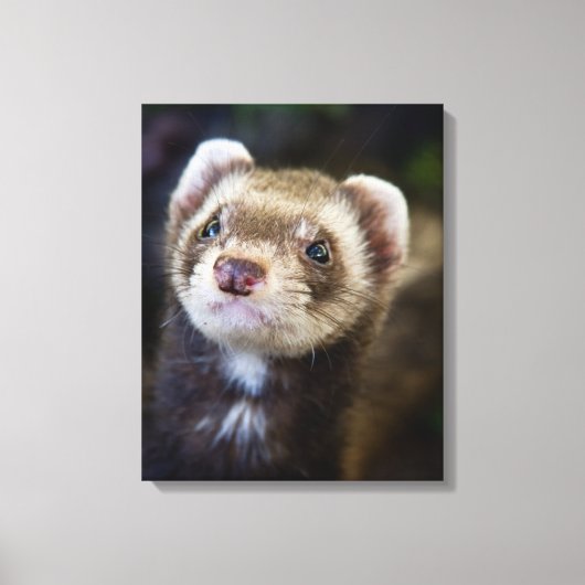 Ferret Canvas Afdruk (Voorkant)