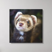 Ferret Canvas Afdruk (Voorkant)
