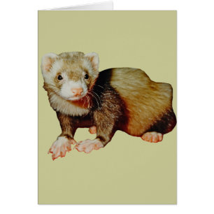 Ferret Drawing