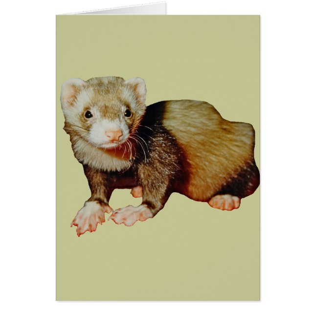 Ferret Drawing (Voorkant)