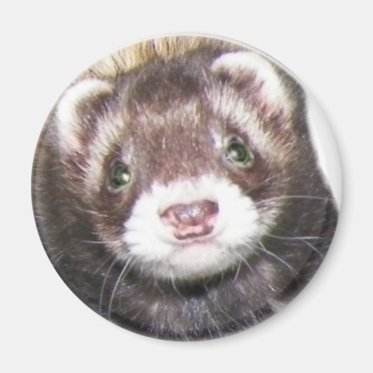 Ferret Face Afbeelding Magneet (Voorkant)