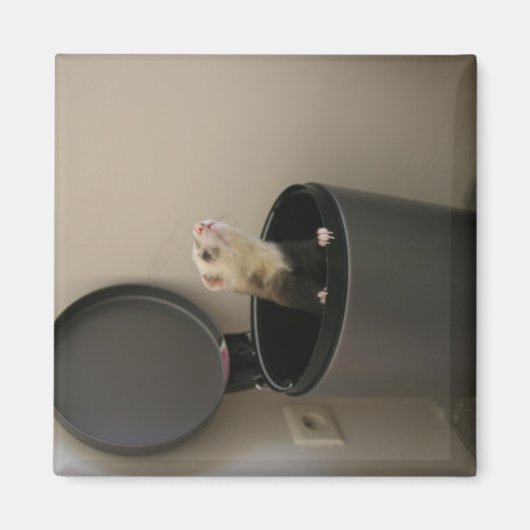 Ferret in een afvalbak magneet (Voorkant)