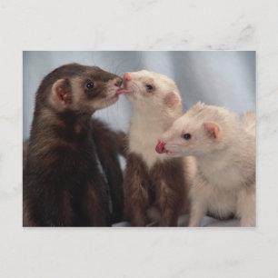Ferret Love Briefkaart