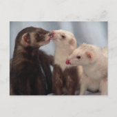 Ferret Love Briefkaart (Voorkant)