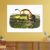 Ferret met zwarte voet, Amerikaans Polecat van Aud Canvas Afdruk (Insitu (Woonkamer))
