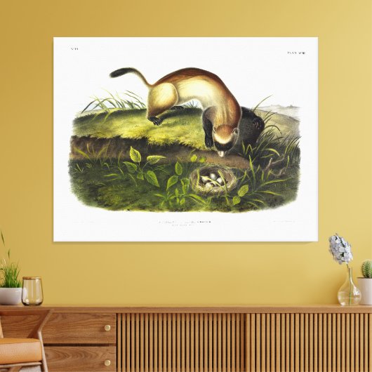 Ferret met zwarte voet, Amerikaans Polecat van Aud Canvas Afdruk (Insitu (Woonkamer))