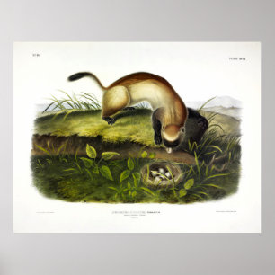 Ferret met zwarte voet, Amerikaans Polecat van Aud Poster