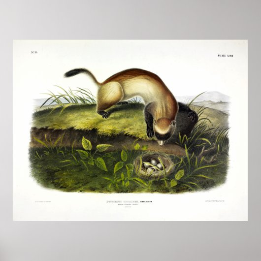 Ferret met zwarte voet, Amerikaans Polecat van Aud Poster (Voorkant)