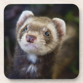 Ferret Onderzetter (Voorkant)