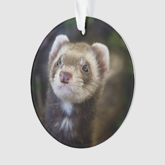 Ferret Ornament (voorkant)