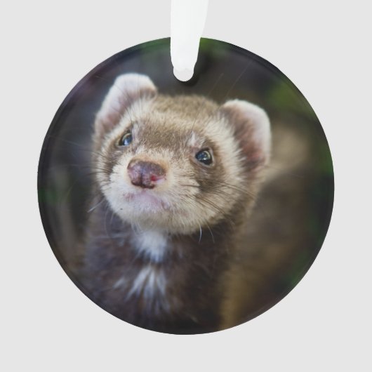 Ferret Ornament (voorkant)