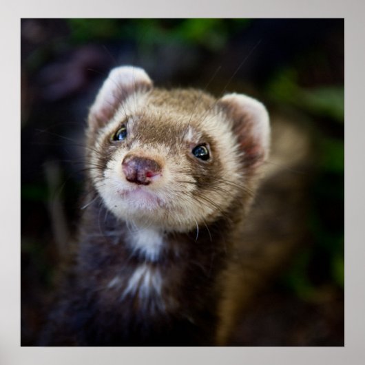 Ferret Poster (Voorkant)