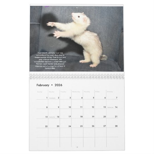 Ferret Rescue Benefit Calendar Kalender (Feb 2026)