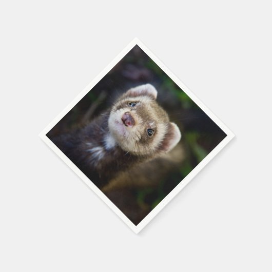 Ferret Servet (Hoek)