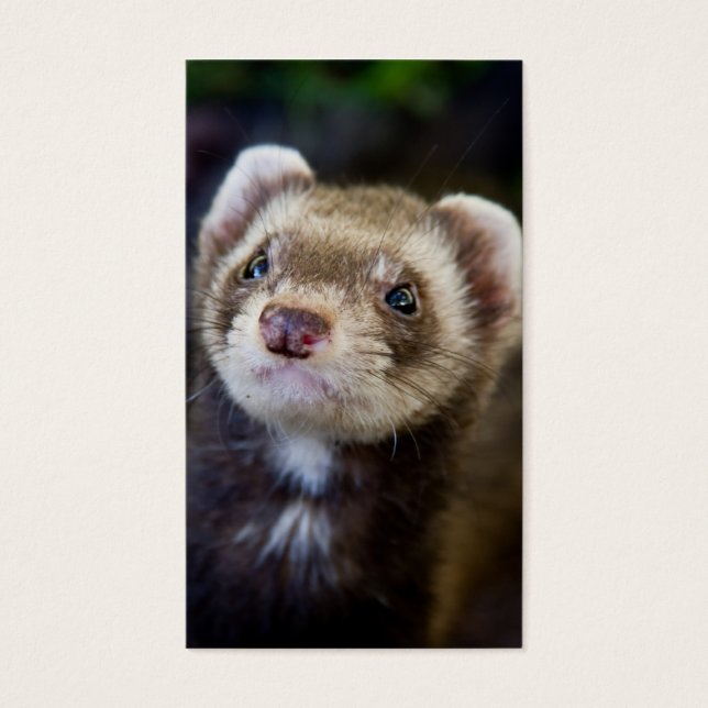 Ferret Visitekaartjes (Voorkant)
