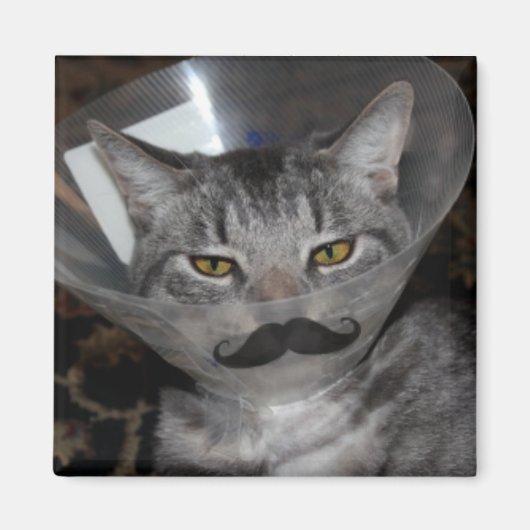 ferris mewler Magnet (Voorkant)