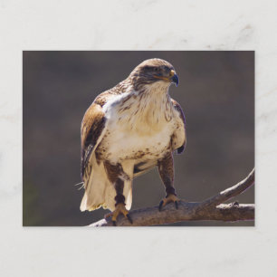 ferrugineuze Hawk Briefkaart