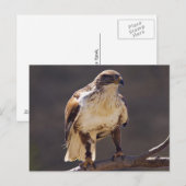ferrugineuze Hawk Briefkaart (Voorkant / Achterkant)
