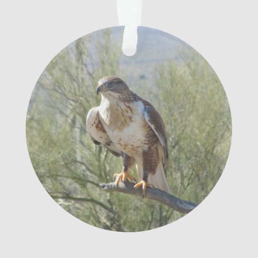 Ferruginous Hawk Ornament (achterkant)