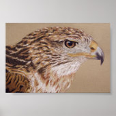 Ferruginous Hawk Poster (Voorkant)