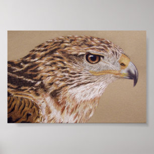 Ferruginous Hawk Poster