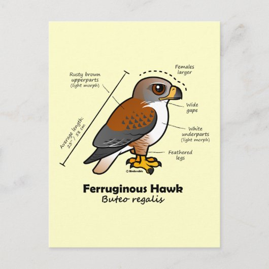 Ferruginous Hawk Statistics Briefkaart (Voorkant)