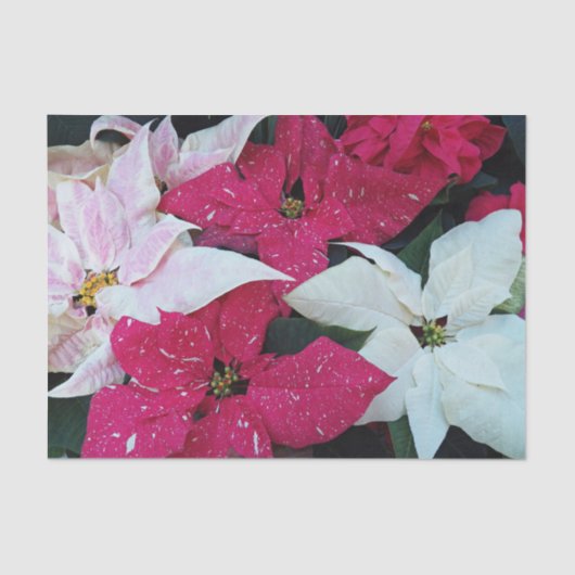Festive Holiday Poinsettia Planten Floral Tissuepapier (Voorkant)
