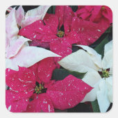 Festive Holiday Poinsettias Floral Vierkante Sticker (Voorkant)