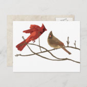 Festive Red Cardinals Briefkaart (Voorkant / Achterkant)