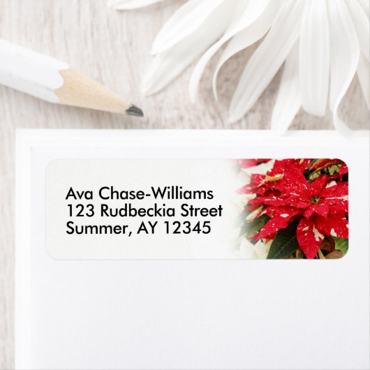 Festive Red White Floral Poinsettias Etiket (Insitu)