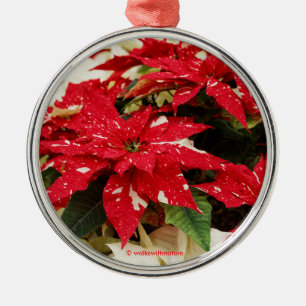 Festive Red White Floral Poinsettias Metalen Ornament