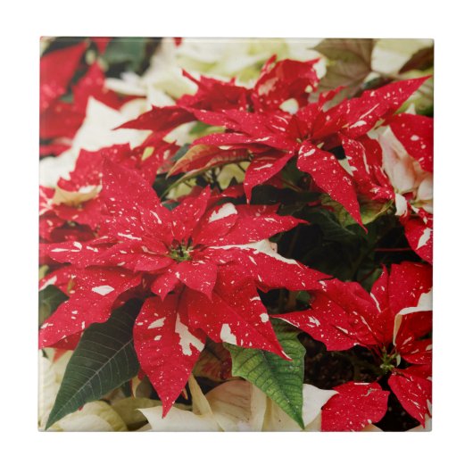 Festive Red White Floral Poinsettias Tegeltje (Voorkant)