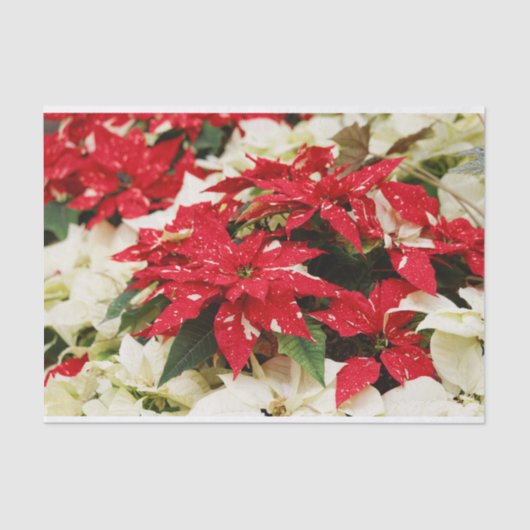 Festive Red White Floral Poinsettias Tissuepapier (Voorkant)