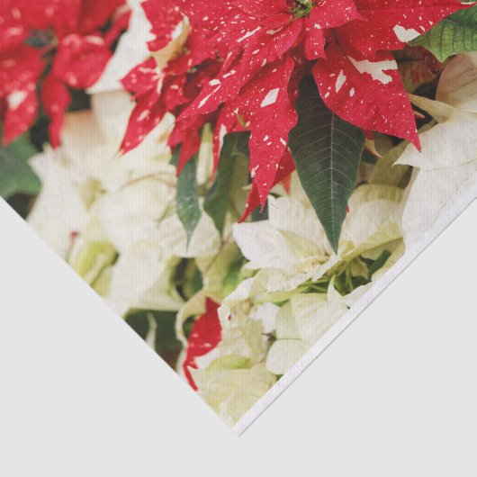 Festive Red White Floral Poinsettias Tissuepapier (Detail)
