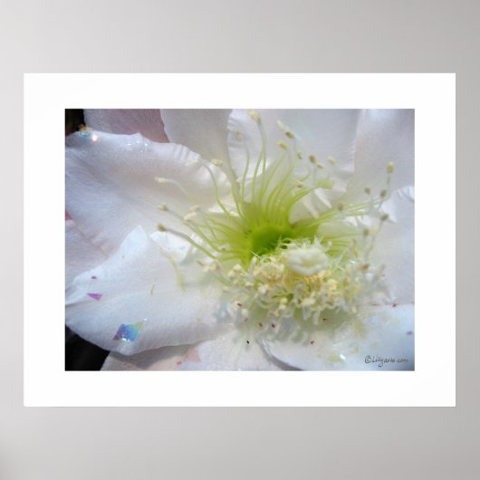 Festive White Cactus Flower Poster Print (Voorkant)