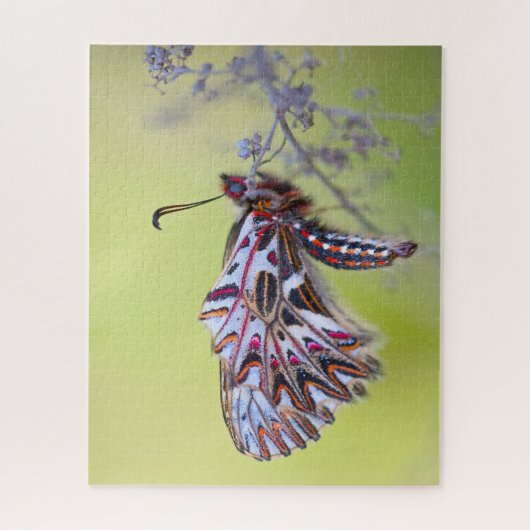 Festoon Butterfly. Legpuzzel (Verticaal)