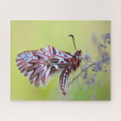 Festoon Butterfly. Legpuzzel (Horizontaal)