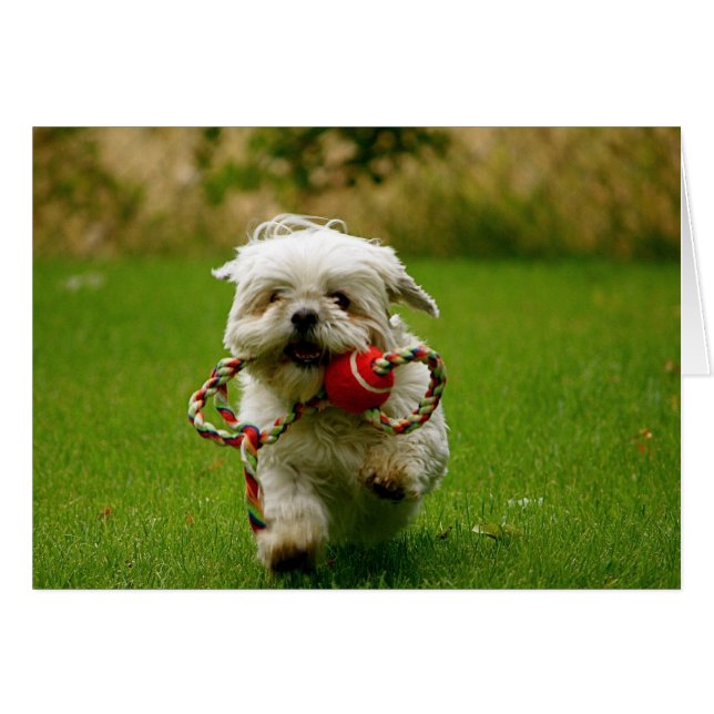 Fetching Puppy (Voorkant Horizontaal)