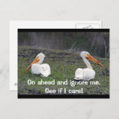 Feuding Pelicans Briefkaart (Voorkant / Achterkant)