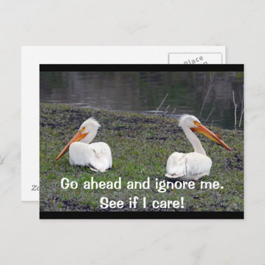Feuding Pelicans Briefkaart (Voorkant / Achterkant)