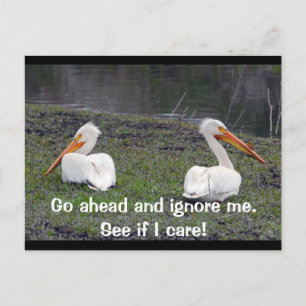 Feuding Pelicans Briefkaart