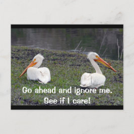 Feuding Pelicans Briefkaart