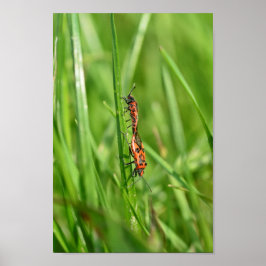 Feuerwanzen im Gras Poster