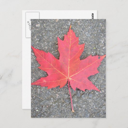 Feuille morte briefkaart (Voorkant / Achterkant)