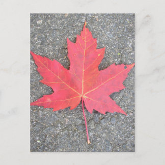 Feuille morte briefkaart