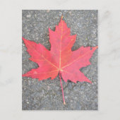 Feuille morte briefkaart (Voorkant)